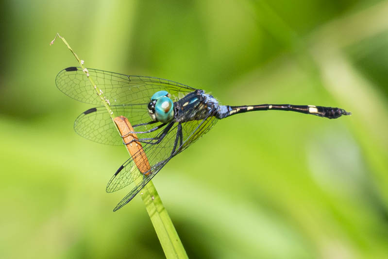 Nepheltia phryne (Spine-bellied Dryad) male-3.jpg